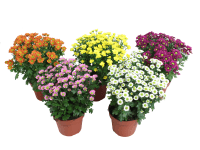 Krizantém Madiba multi 14 cm cm Krizantém Madiba multi 14 cm cm