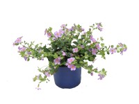 Bakopa (Chaenostoma cordatum) kék Bakopa (Chaenostoma cordatum) kék