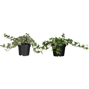 Két cserép GROW by OBI borostyán mix, laposan növő, kúszónövények zöld és fehér-zöld levelekkel.