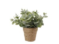 Mica művirág eukaliptusz cserépben 20 cm x átmérő 15 cm zöld