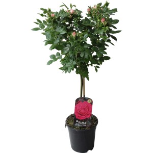 Rosa törzsre oltott rózsa, kb. 70-80 cm magas, 2 l-es cserépben, ágyásba és dézsába is ültethető.