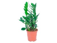GROW by OBI Zamioculcas - agglegénypálma cs.átm.: kb. 14 cm magassága kb. 45 cm
