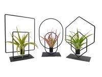 Szakállbromélia fémkeretben válogatás cserép átmérője kb. 17 cm Tillandsia