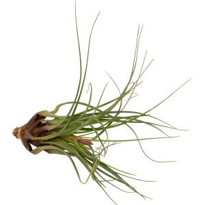 Tillandsia Mix, zöld, könnyen kezelhető léggyökér beltérre, dekoratív és modern.