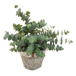 Eukaliptusz Baby Blue cserépben, egy örökzöld GROW by OBI növény dekoratív levelekkel.