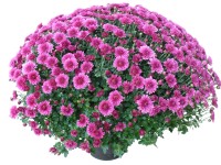 Krizantém multiflora 22 cm-es cserépben