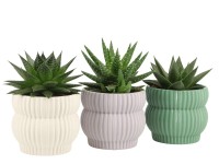 GROW by OBI pozsgás növények kerámiaedényben, edény átmérője kb. 10,5 cm GROW by OBI pozsgás növények kerámiaedényben, edény átmérője kb. 10,5 cm