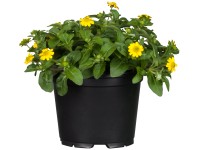 Tömpevirág cserépátmérő: kb. 11 cm Tömpevirág cserépátmérő: kb. 11 cm