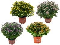 Gömb krizantém színválaszték cserépátmérő kb. 14 cm Chrysanthemum indicum Gömb krizantém színválaszték cserépátmérő kb. 14 cm Chrysanthemum indicum
