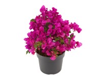 Murvafürt magasság kb. 35-40 cm cserépátmérő kb. 19 cm Bougainvillea