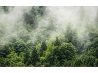 Komar vlies fotótapéta Forest Land 400 cm x 250 cm