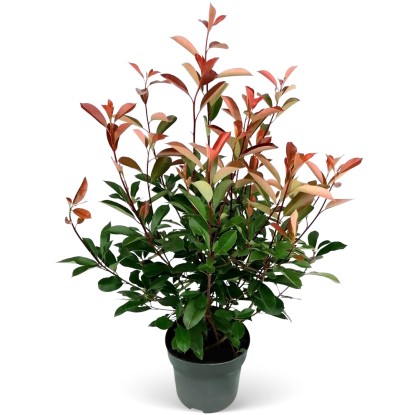 "Red Robin" korallberkenye készlet 45 db mag. 80-100cm cser. kb. 5l Photinia