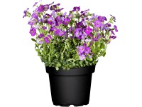 OBI pázsitviola ibolyakék cserépátmérő: kb. 13 cm Aubrieta