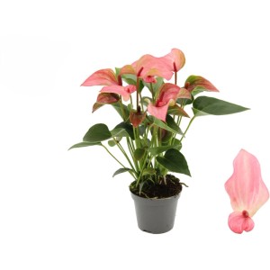 Karma Pink flamingóvirág cserépben, kb. 9 cm. Antúrium rózsaszín virágokkal és zöld levelekkel.