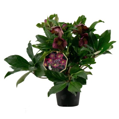 "Ice N'Roses" fekete hunyor piros cserépátmérő 15 cm Helleborus niger
