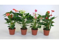 Flamingóvirág válogatás kb. 50-55 cm Anthurium andreanum Flamingóvirág válogatás kb. 50-55 cm Anthurium andreanum