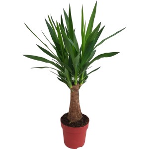 Pálmaliliom (Yucca) cserépben, kb. 60-70 cm magas. Szobanövény zöld levelekkel, barna törzzsel.