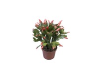 Karácsonyi kaktusz Flame rózsaszín kb. 15-25 cm Schlumbergera Karácsonyi kaktusz Flame rózsaszín kb. 15-25 cm Schlumbergera