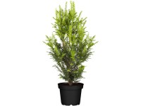 Tiszafa magasság kb. 30 cm - 40 cm cserép kb. 2 l Taxus baccata