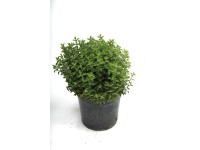 Fűszernövény 18 cm Fűszernövény 18 cm