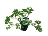 Saláta fűszer mix 12 cm Saláta fűszer mix 12 cm