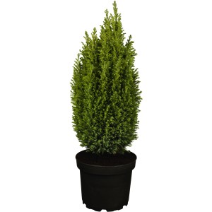 Kúp alakú ciprus 'Ellwoodii' cserépben, kb. 50-60 cm magas, ezüstkék színű.