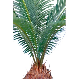 GROW by OBI szágópálma (Cycas Revoluta), kb. 45 cm magas, cserépben. Szobanövény zöld, szárnyalt levelekkel.
