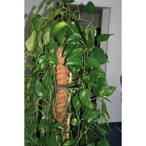 Növény kapaszkodik egy 80 cm-es kókuszrúdon, mint támasz.