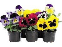 Árvácska különböző színekben cserépátmérő: kb. 9 cm Viola wittrockiana