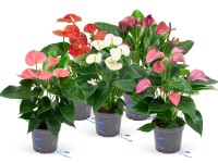 Anthurium mix 12 cm Anthurium mix 12 cm