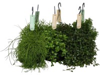 Ámpolnanövény zöldnövény cserépátmérő: kb. 17 cm