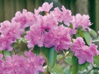 OBI havasszépe OBI havasszépe