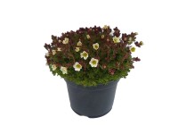 Mohalevelű kőtörőfű válogatás cserépátmérő kb. 11 cm Saxifraga x arendsii Mohalevelű kőtörőfű válogatás cserépátmérő kb. 11 cm Saxifraga x arendsii
