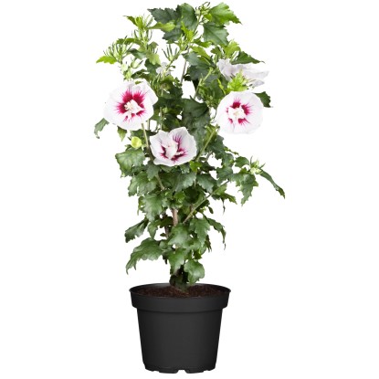 OBI kínai hibiszkusz piros magasság kb. 30 - 40 cm cserép kb. 3 l Hibiscus