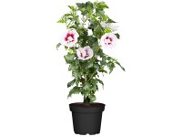 OBI kínai hibiszkusz piros magasság kb. 30 - 40 cm cserép kb. 3 l Hibiscus OBI kínai hibiszkusz piros magasság kb. 30 - 40 cm cserép kb. 3 l Hibiscus