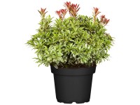 Japán babérhanga magasság kb. 10-20 cm cserép kb. 0,4 l Pieris japonica Japán babérhanga magasság kb. 10-20 cm cserép kb. 0,4 l Pieris japonica