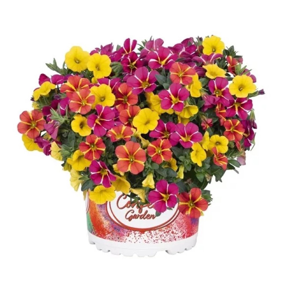 Confetti Garden Hawaiian 12 cm