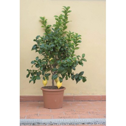 Citromfa Citrus in sorten