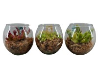 Húsevő növényfajták üvegcserépben cserépátmérő kb. 13 cm Húsevő növényfajták üvegcserépben cserépátmérő kb. 13 cm