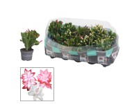 Karácsonyi kaktusz magasság kb. 20 cm - 25 cm cserépátmérő kb. 10,5 cm Karácsonyi kaktusz magasság kb. 20 cm - 25 cm cserépátmérő kb. 10,5 cm