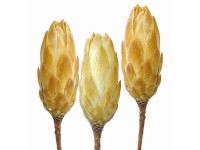 Protea Repens dekor virág Krémszínű 3 darab