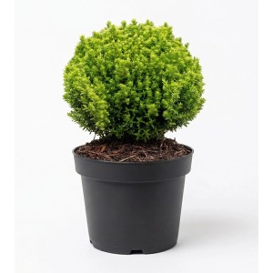 Zöld OBI Hebe Green Globe cserépben, kb. 5-10 cm magas. Cserjés veronika sziklakertekbe és erkélyekre.