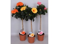 GROW by OBI kínai hibiszkusz magasság kb. 105 cm Hibiscus rosa-sinensis