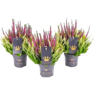 Hangafű Beauty Ladies Colour Crown cserépben, lila-zöld, Calluna vulgaris