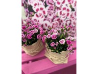 Szegfű Pink Kisses rózsaszín-lila cserépátmérő kb. 10,5 cm Dianthus Szegfű Pink Kisses rózsaszín-lila cserépátmérő kb. 10,5 cm Dianthus