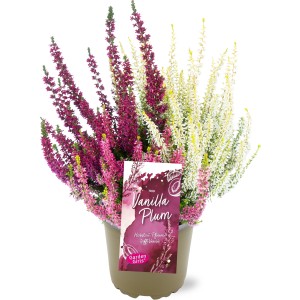 'Vanilla Plum Trio' csarab cserépben, rózsaszín, lila és fehér virágok. Hangák és Callunák ágyásokba és erkélyekre.