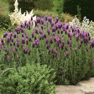 Virágzó OBI Levendula Anouk (Lavandula stoechas) a kertben, cserép kb. 17 cm.
