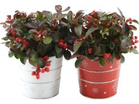 Kúszó fajdbogyó (Gaultheria procumbens) karácsonyi óntálban cserépátmérő: kb. 10