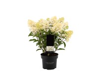 Bugás hortenzia Living Creations mag. 40-50 cm cserép 2,3 l Hydrangea paniculata