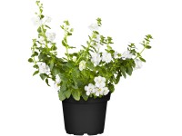 Bakopa cserépátmérő: kb. 11 cm Bacopa Bakopa cserépátmérő: kb. 11 cm Bacopa